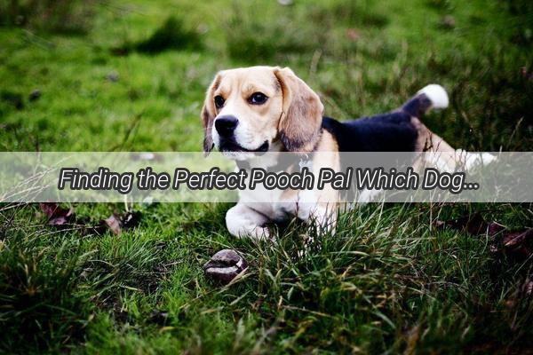 Finding the Perfect Pooch Pal Which Dog Breed is the Ideal Gift for a Dog Lover